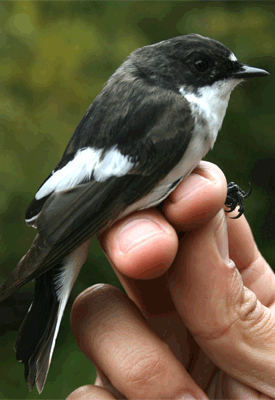 Atlas das Aves Invernantes e Migradoras recomeça a 1 de Agosto – participe e divulgue