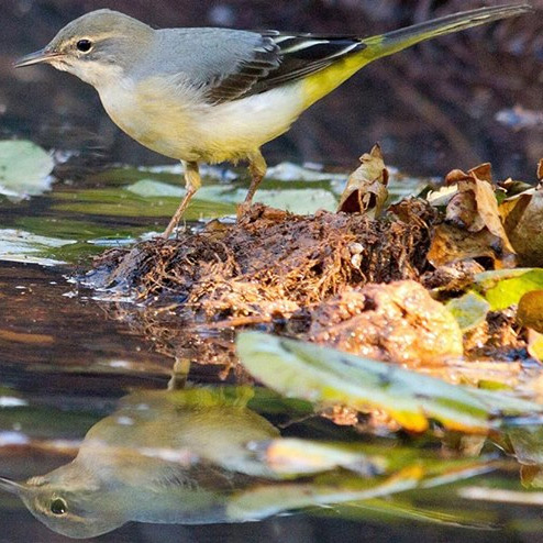 START OF THE 3rd PORTUGUESE ATLAS OF THE BREEDING BIRDS