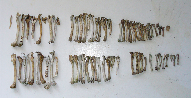 Evaluating the influence of diet-related variables on breeding performance and home range behaviour of a top predator