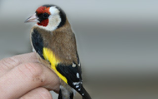 Herdade da Mitra Constant Effort Ringing Station: 5 years monitoring wintering birds