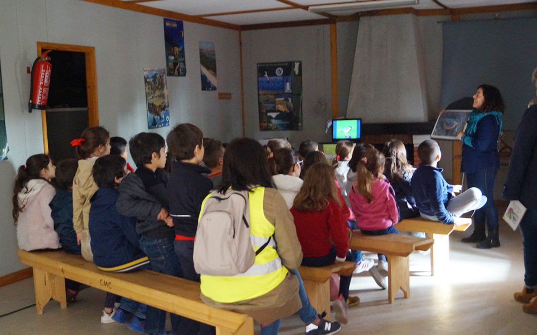 Environmental education: birds and the regeneration of the montado