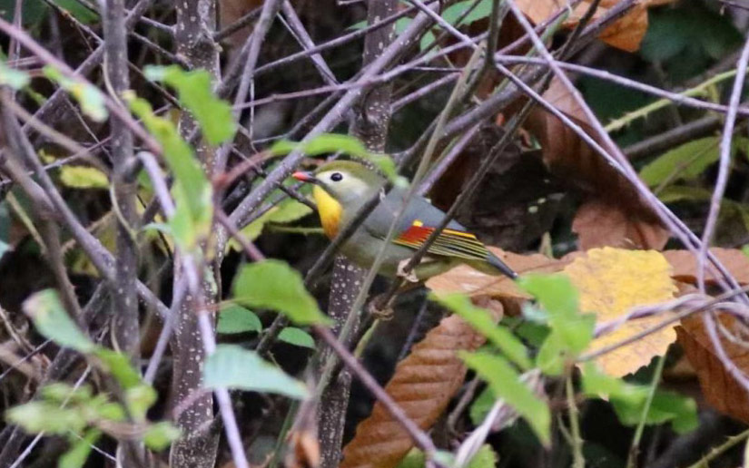 Natural expansion of the exotic red-billed leiothrix in Europe