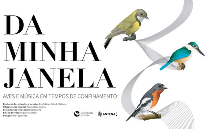 Da minha janela: aves e música em tempos de confinamento