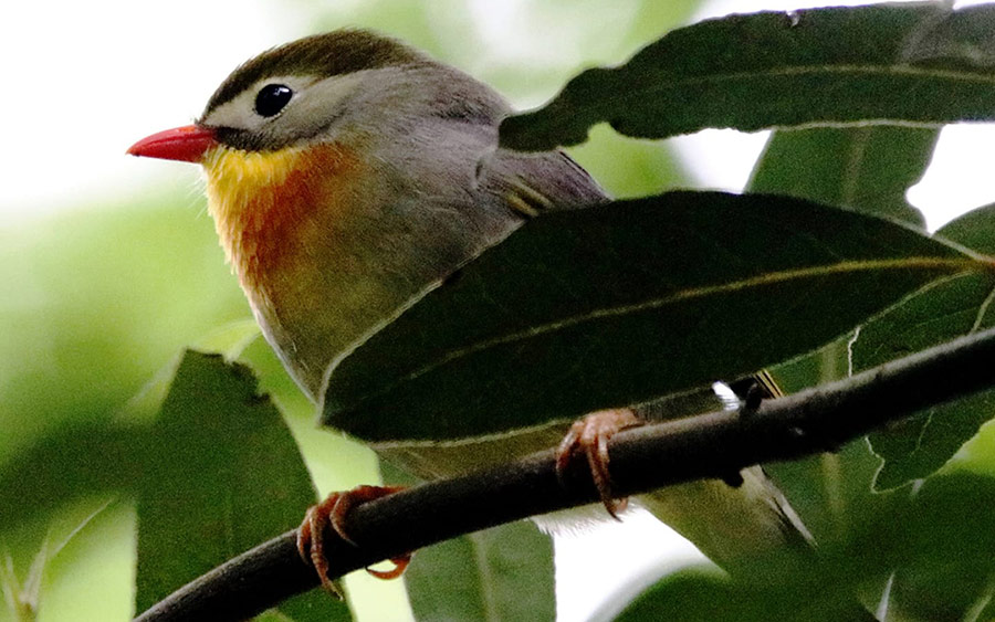 Impact of red-billed leiothrix song in native birds