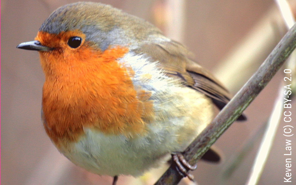 Flying back and forth: songbirds promote connectivity between riparian galleries and adjacent habitats