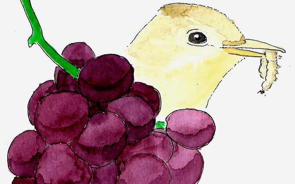 Vineyard characteristics influence the potential of birds as allies in pest control