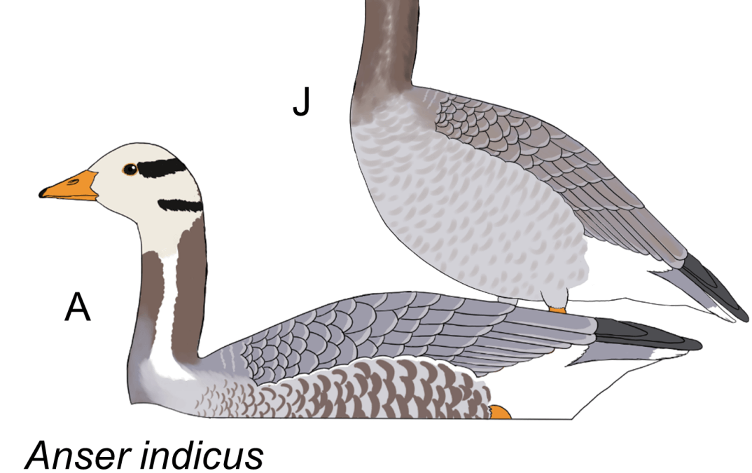 Anser indicus
