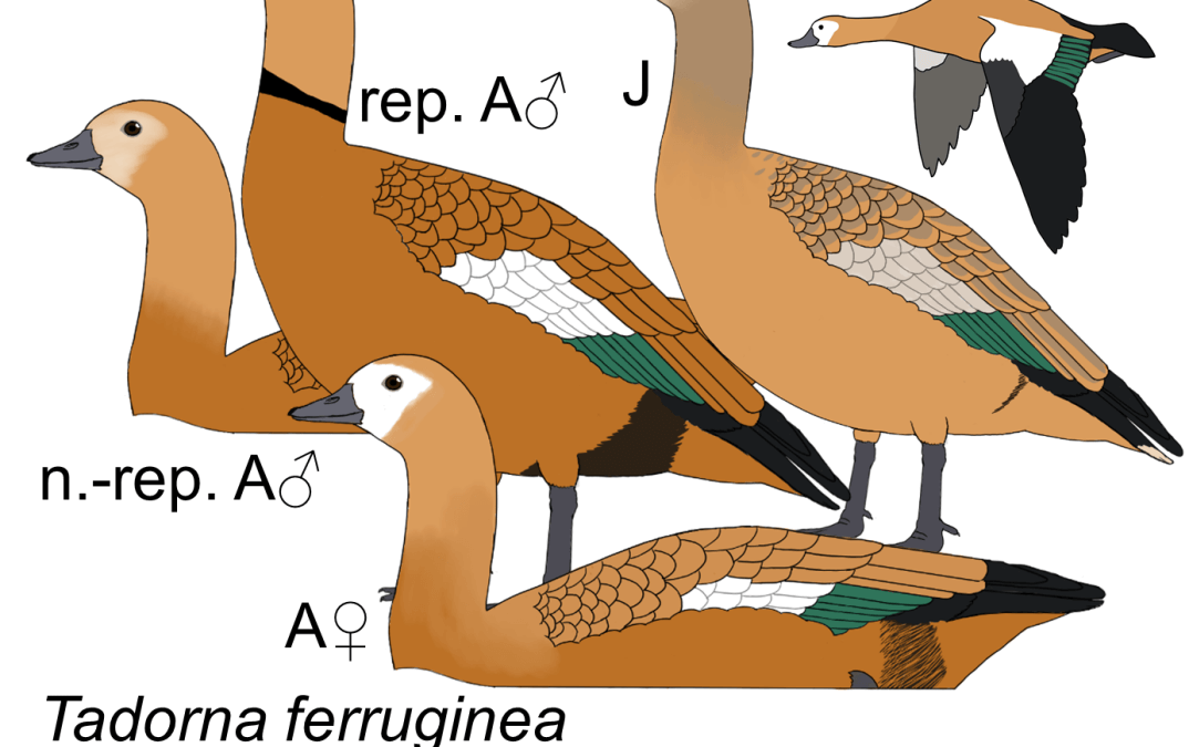 Tadorna ferruginea