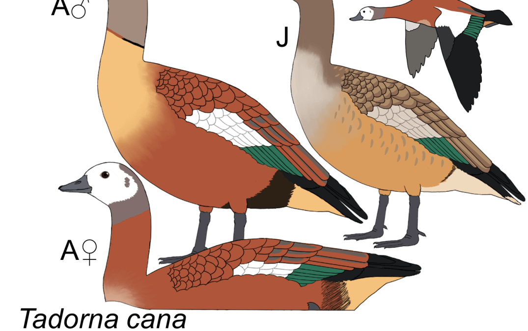 Tadorna cana