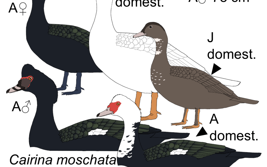 Cairina moschata