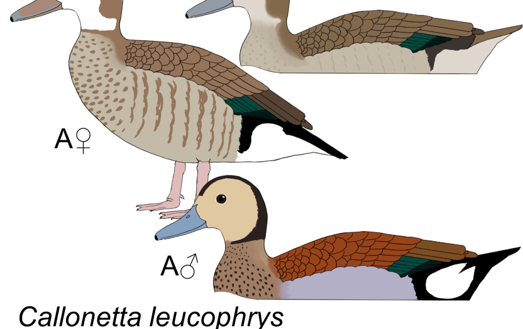 Callonetta leucophrys
