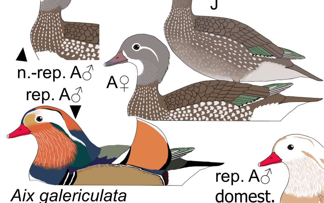 Aix galericulata