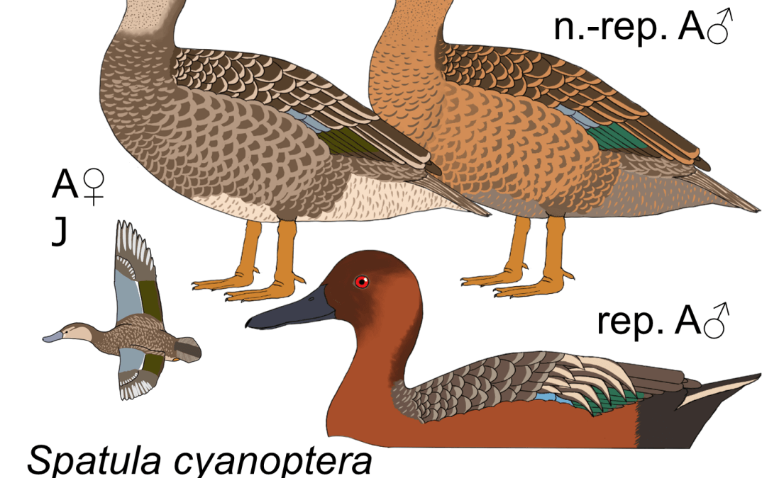 Spatula cyanoptera