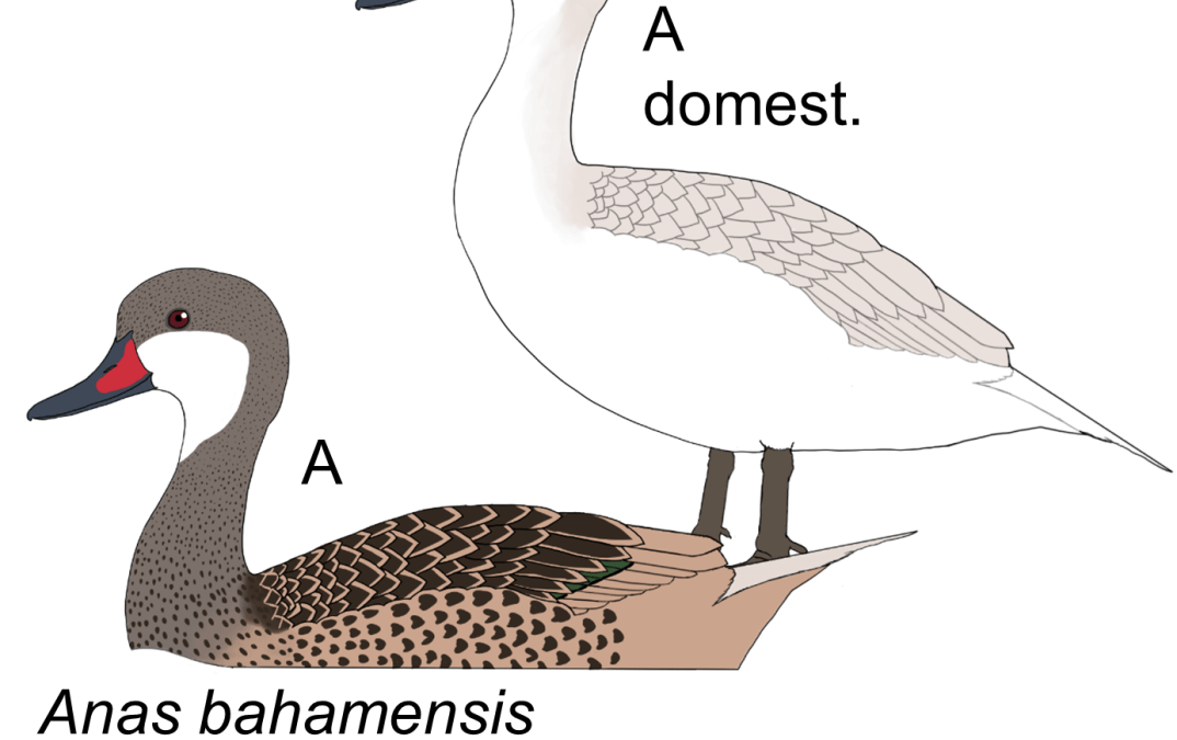 Anas bahamensis