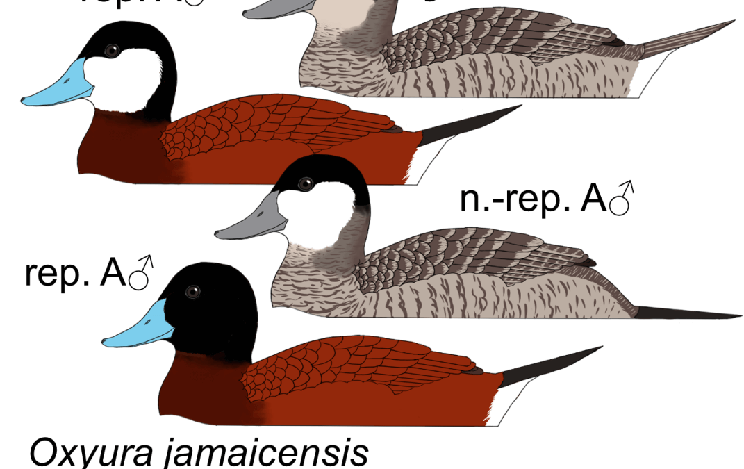 Oxyura jamaicensis