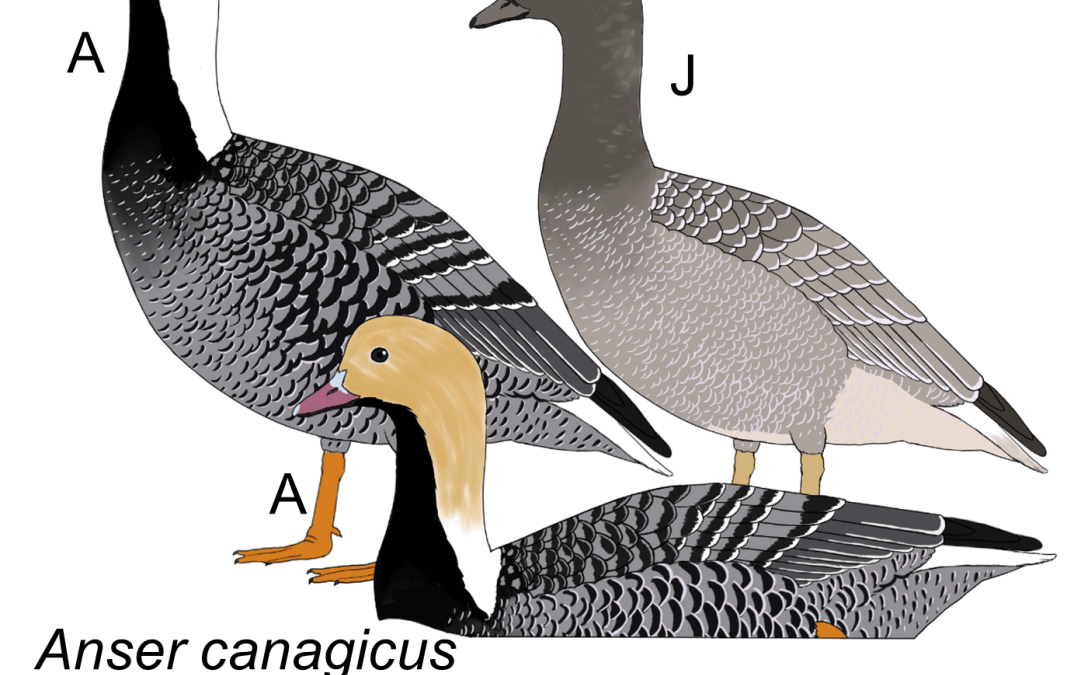 Anser canagicus