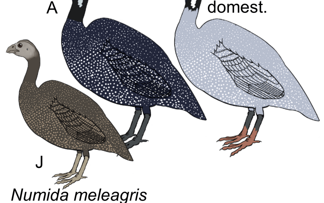 Numida meleagris
