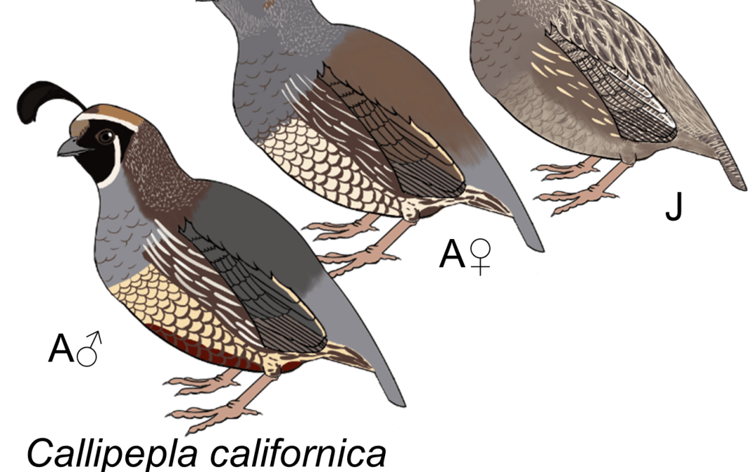 Callipepla californica