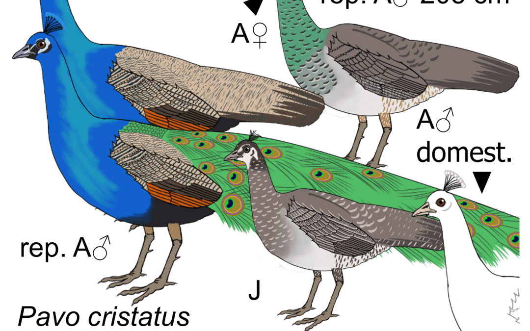 Pavo cristatus
