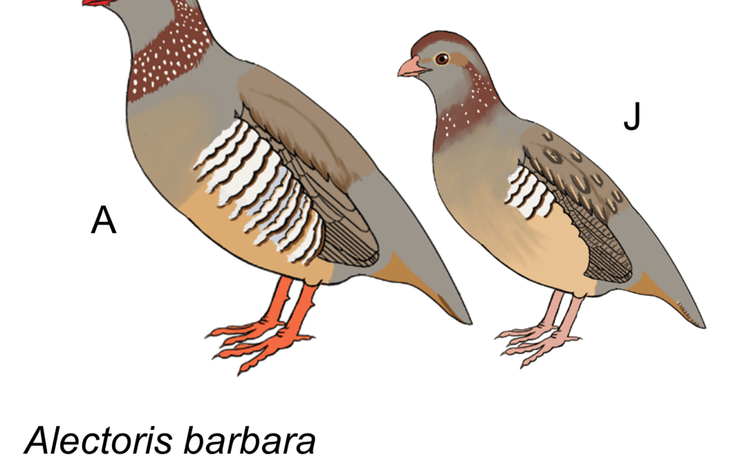 Alectoris barbara