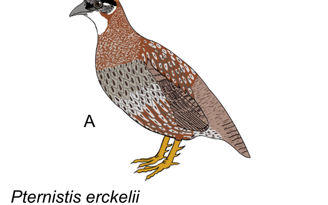 Pternistis erckelii