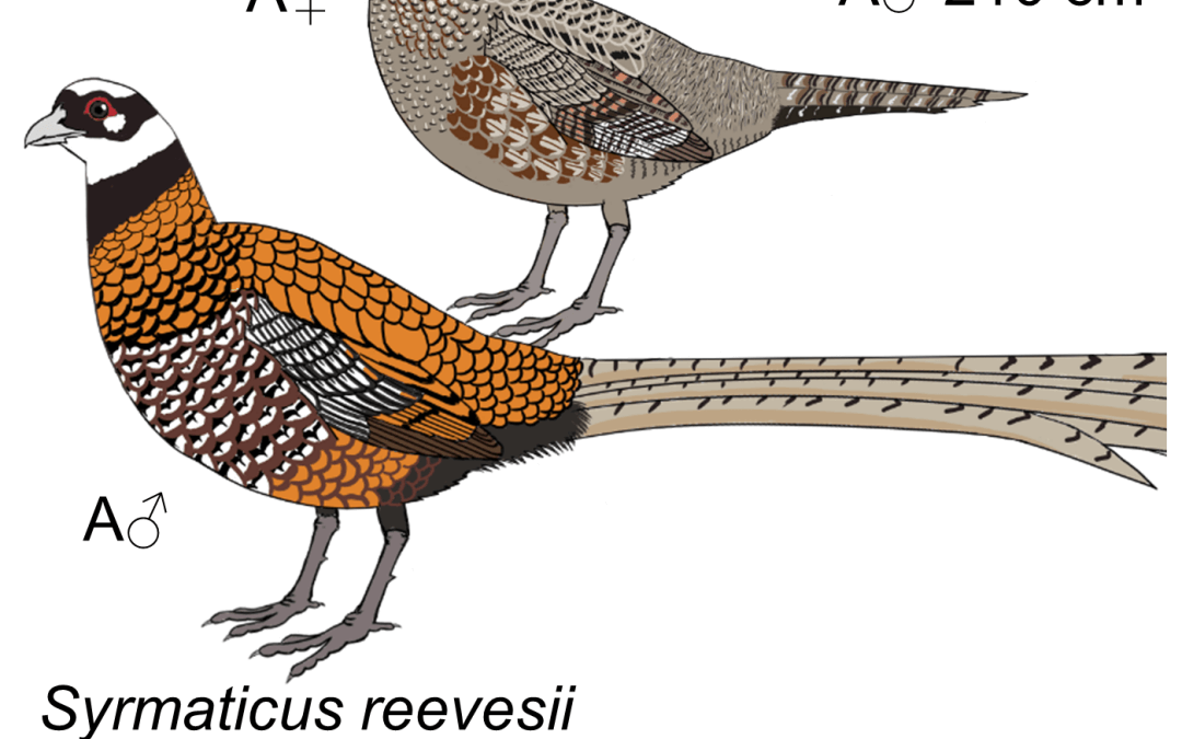 Syrmaticus reevesii