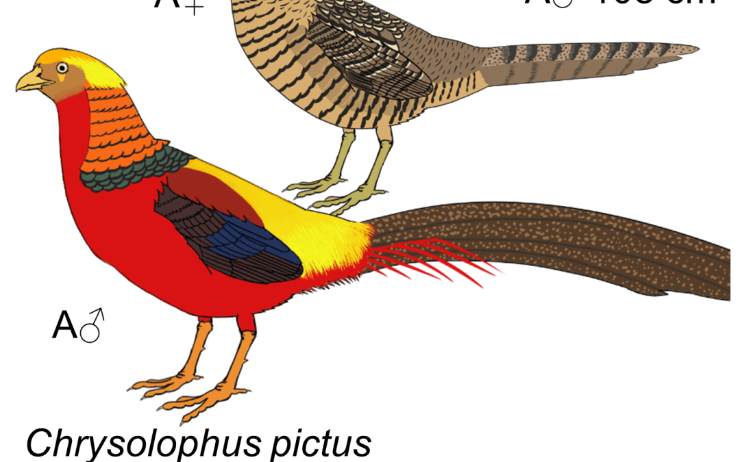 Chrysolophus pictus