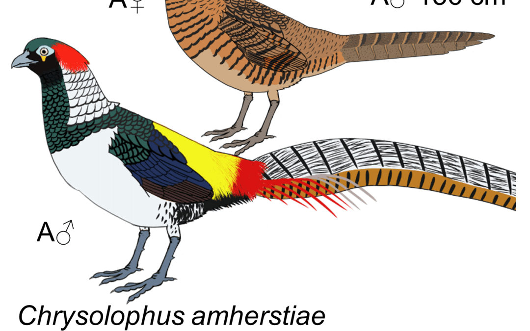 Chrysolophus amherstiae