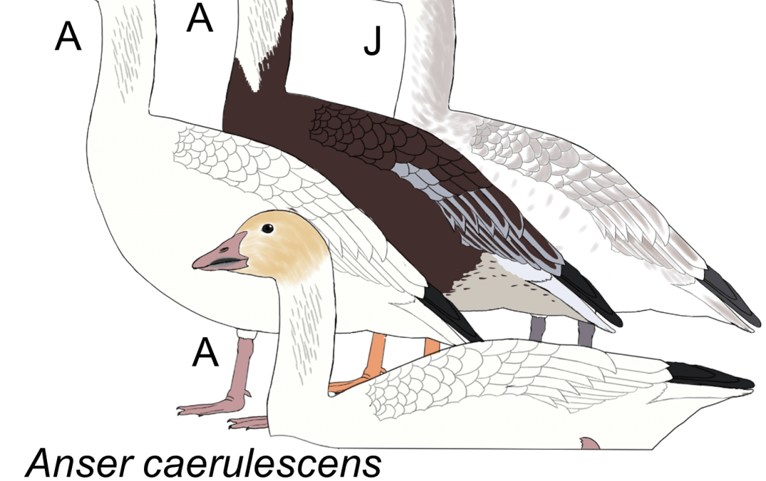 Anser caerulescens