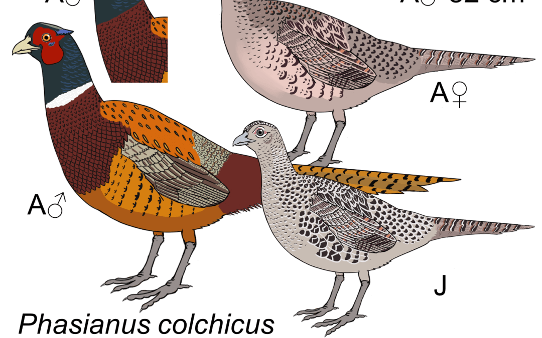 Phasianus colchicus