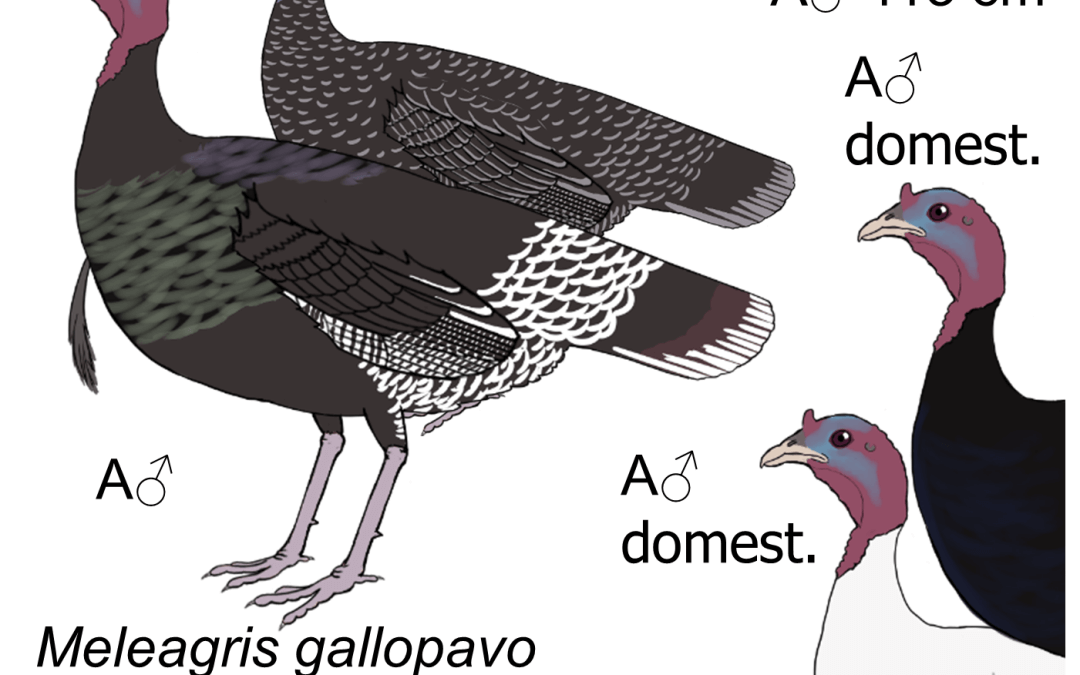 Meleagris gallopavo