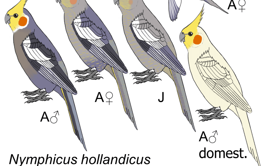 Nymphicus hollandicus