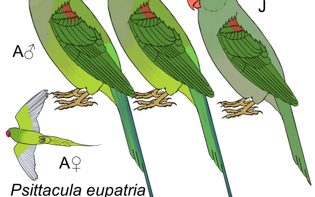 Psittacula eupatria