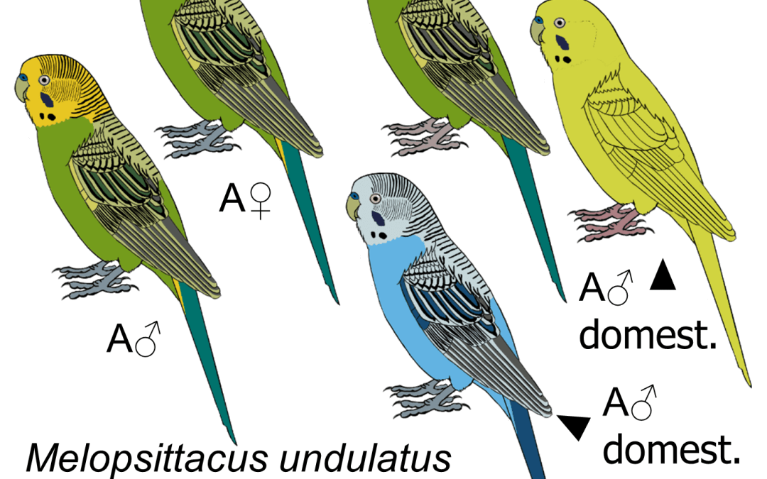 Melopsittacus undulatus