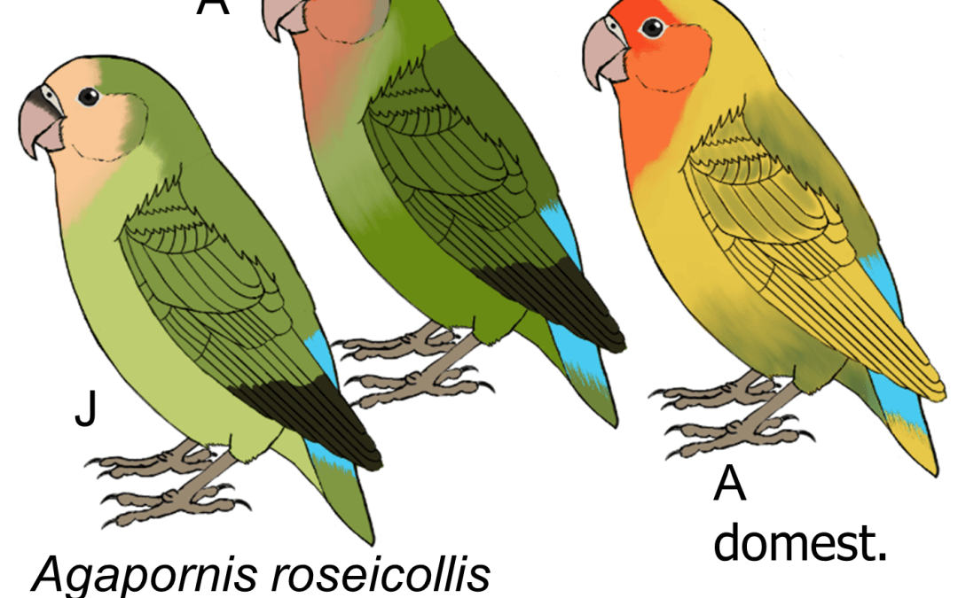 Agapornis roseicollis