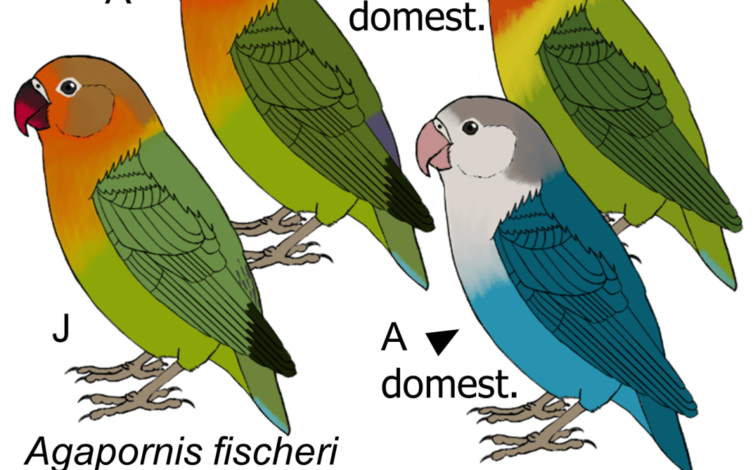 Agapornis fischeri