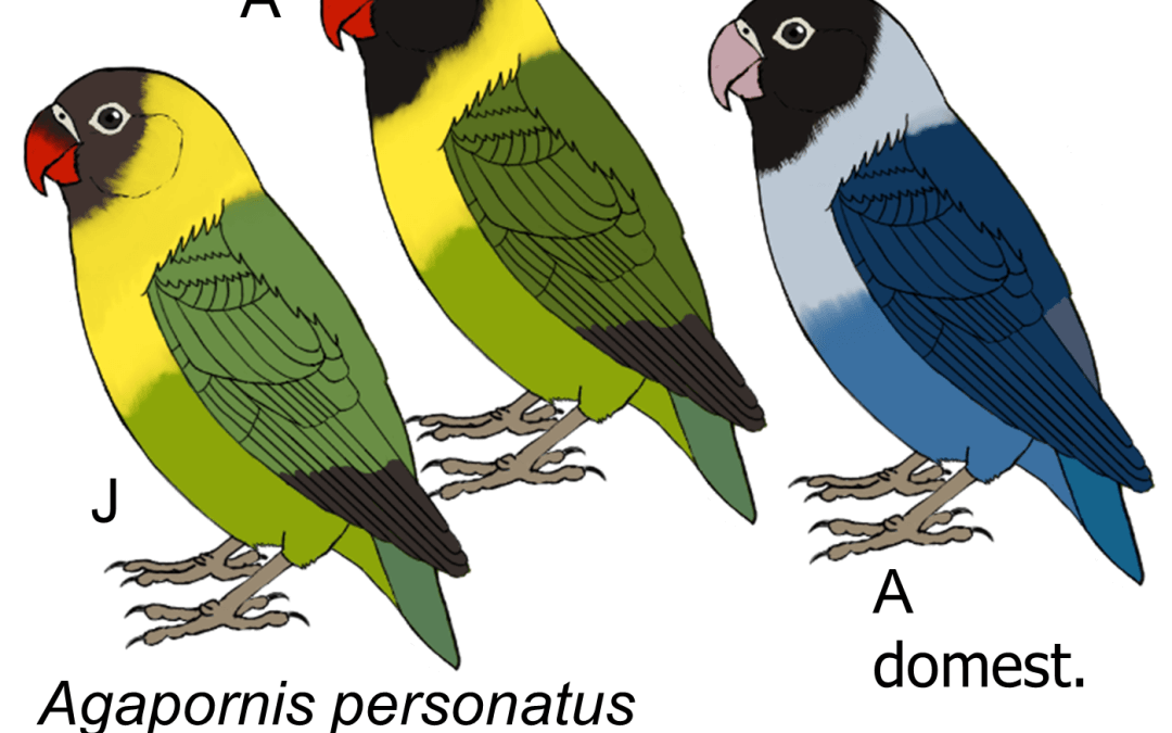 Agapornis personatus