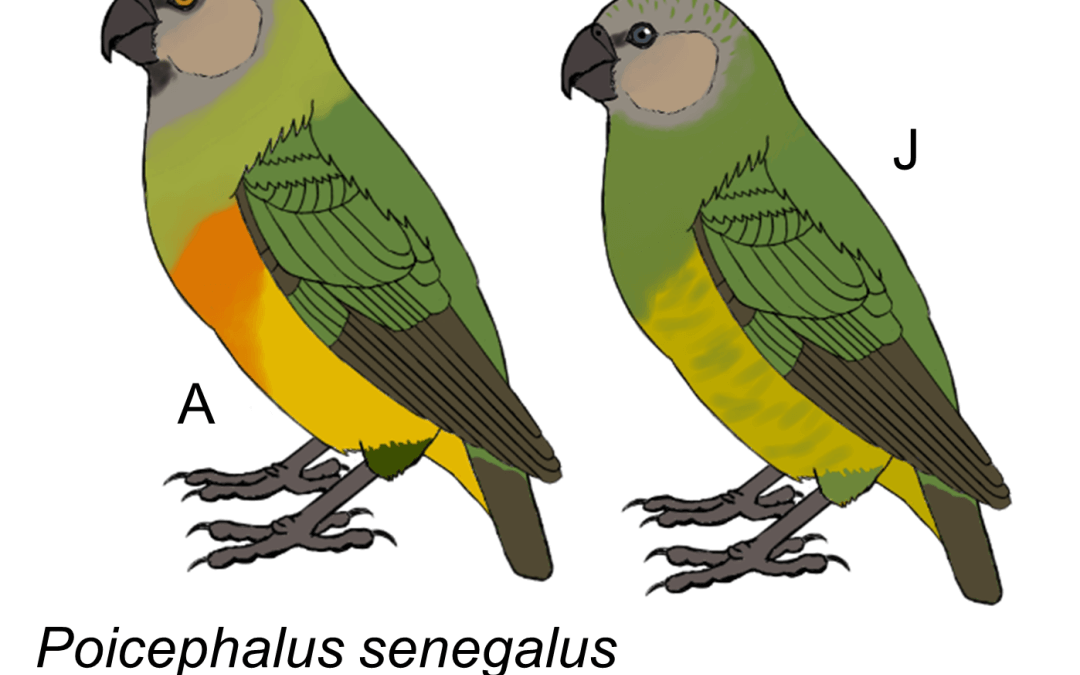 Poicephalus senegalus