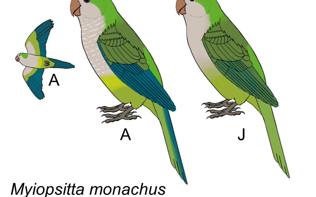 Myiopsitta monachus