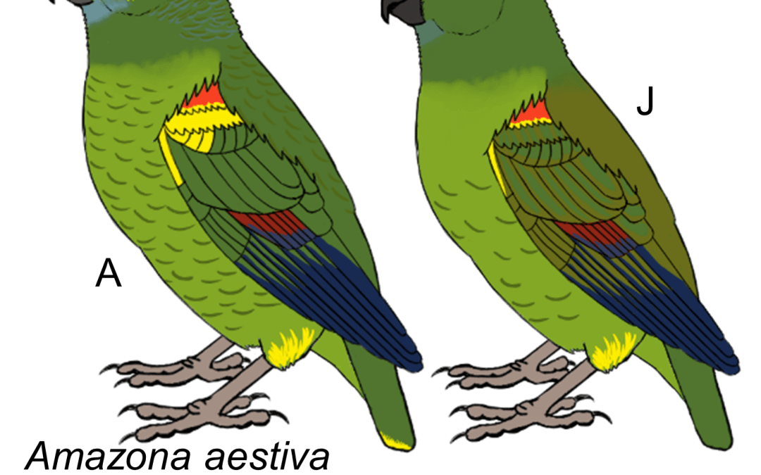 Amazona aestiva