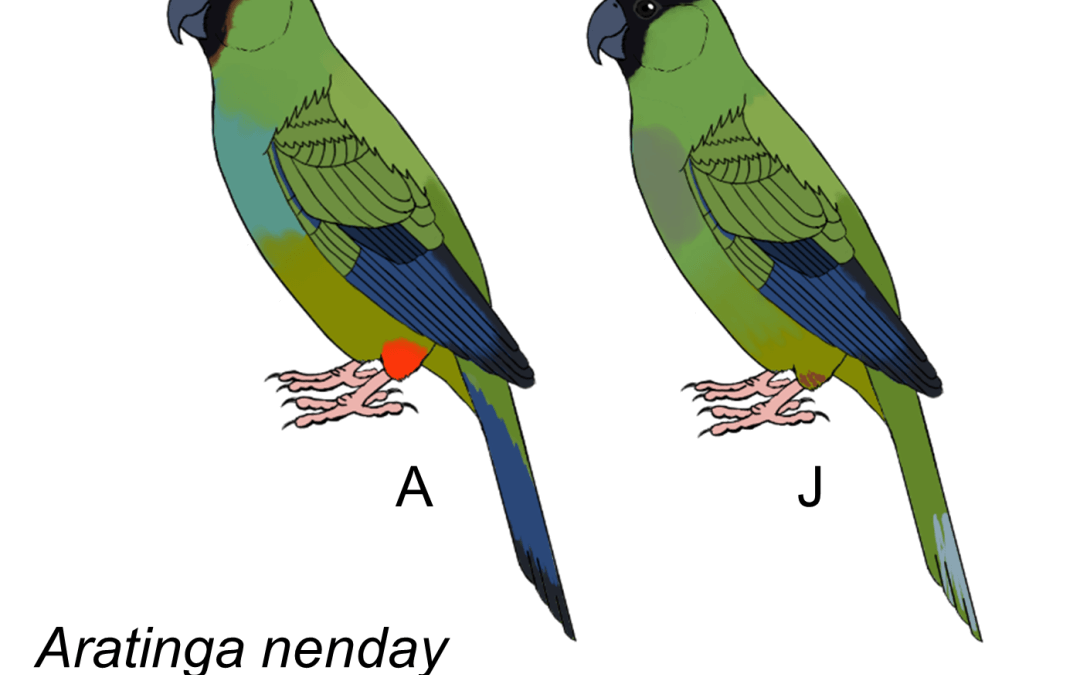 Aratinga nenday