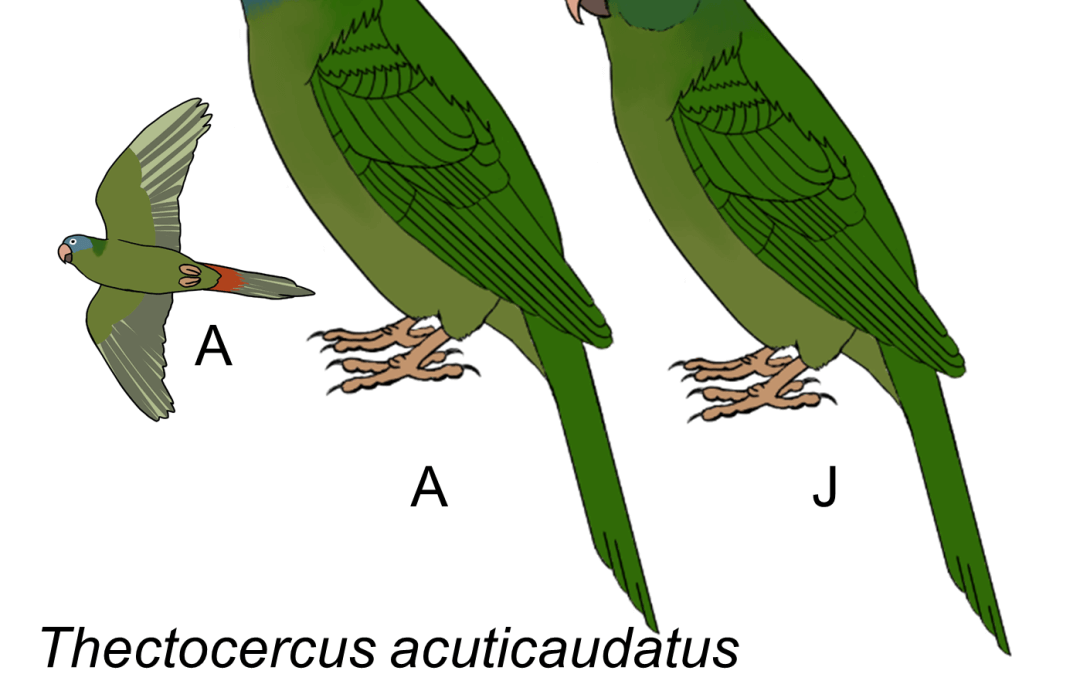 Thectocercus acuticaudatus