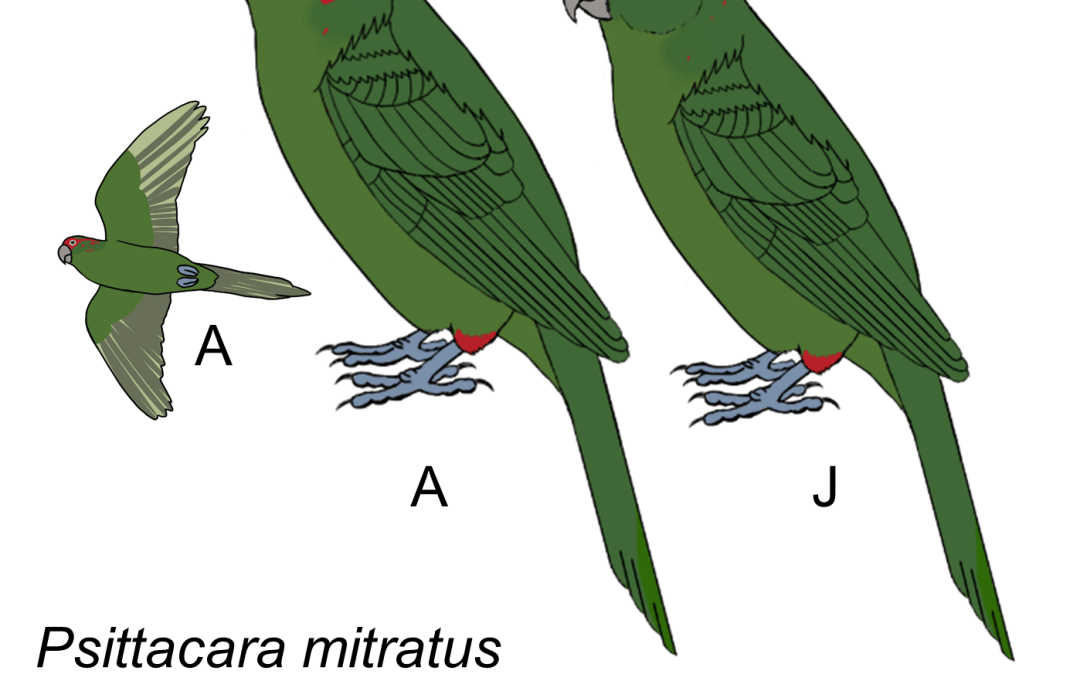 Psittacara mitratus