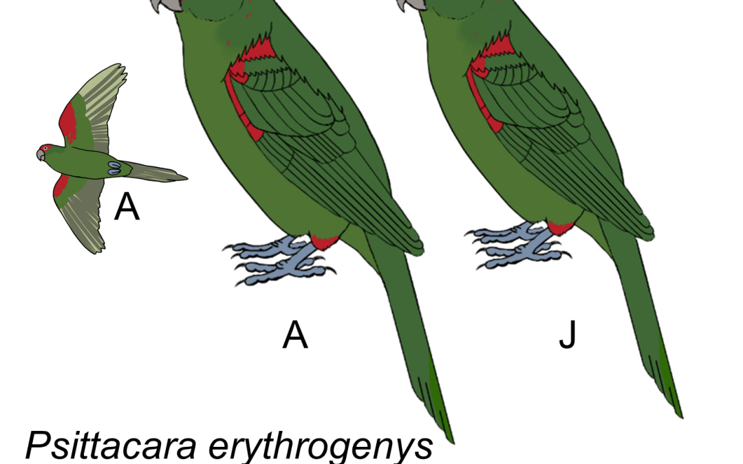 Psittacara erythrogenys