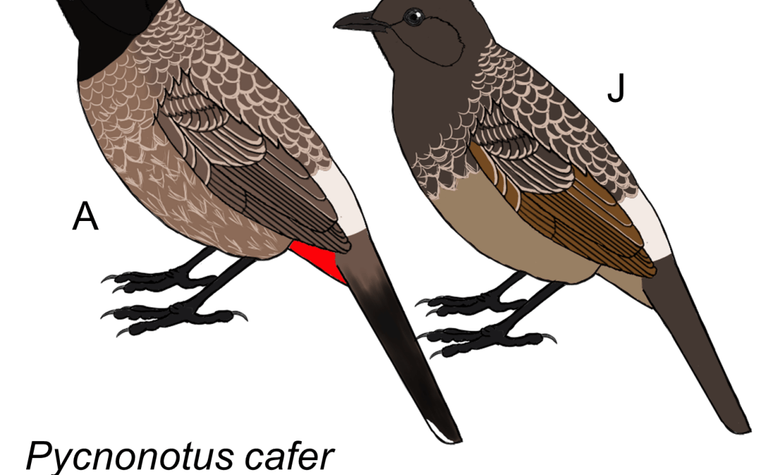 Pycnonotus cafer