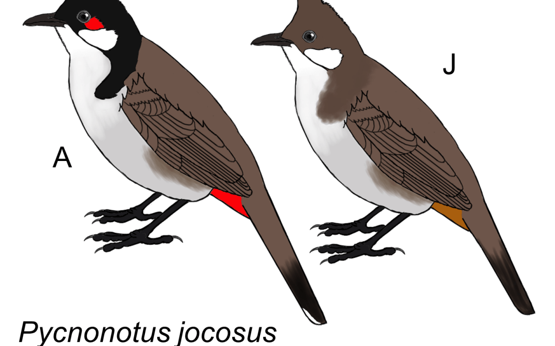 Pycnonotus jocosus