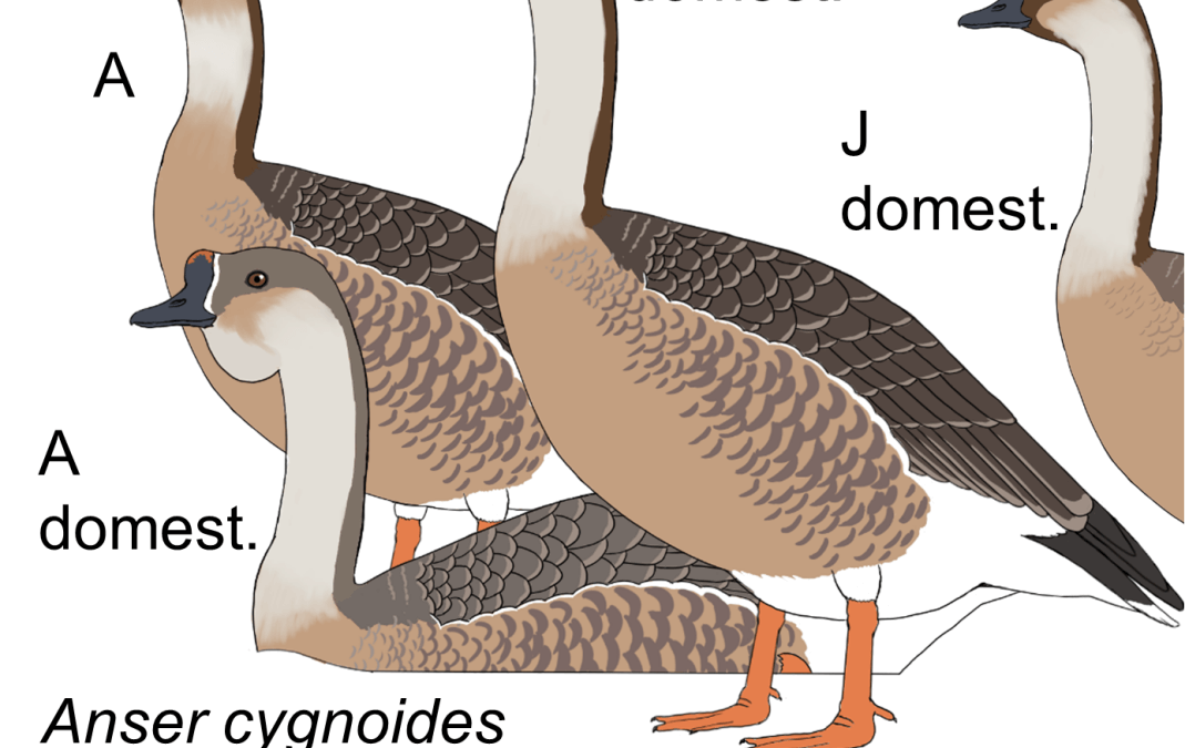 Anser cygnoides