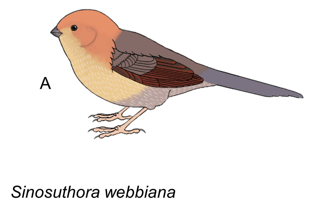 Sinosuthora webbiana