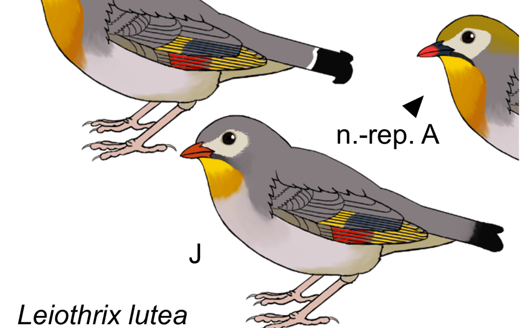 Leiothrix lutea