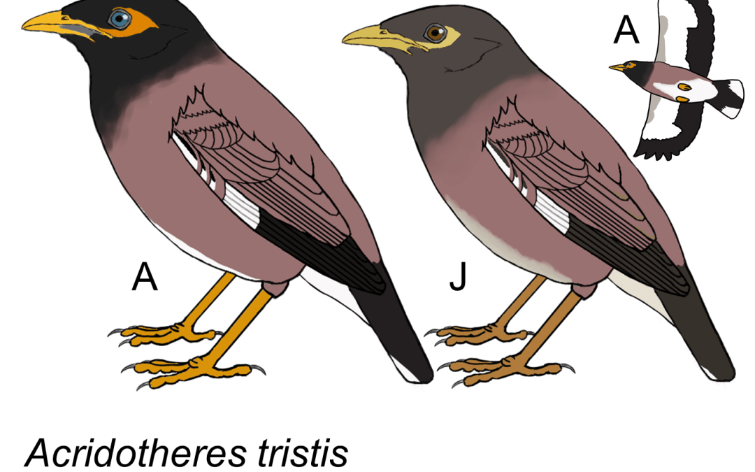 Acridotheres tristis